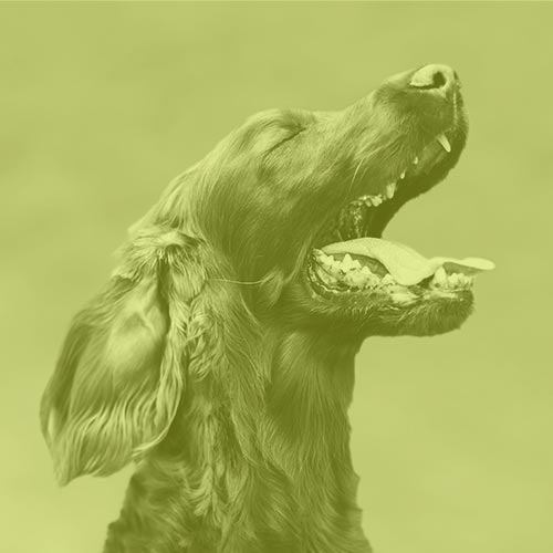 dog-oral-application-of-cbd